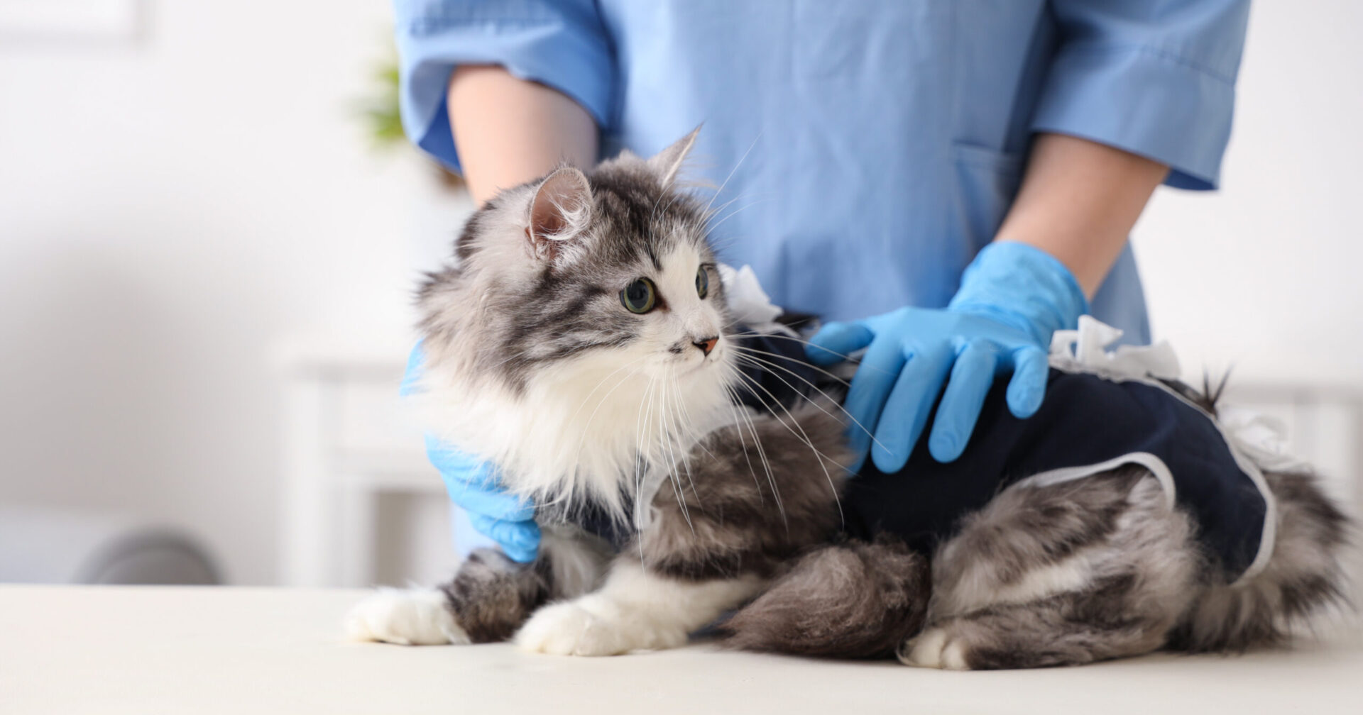 ペット（愛玩動物）のオンライン診療に関する農水省指針とは？初診・処方のルールを解説