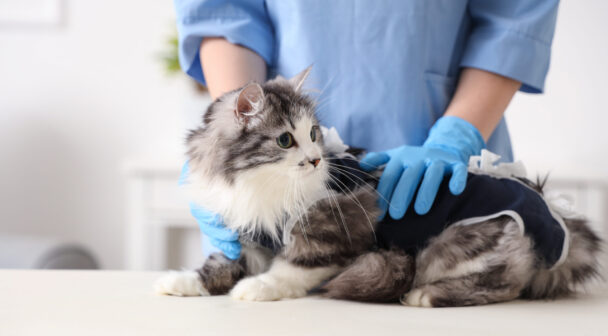 ペット（愛玩動物）のオンライン診療に関する農水省指針とは？初診・処方のルールを解説